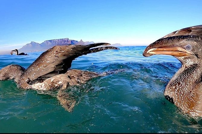 Ocean Safari - How the Safari Runs in Table Bay: Fast Out, Slow Search