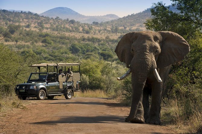One day Safari including a 5 Hour Open Safari Vehicle Drive - Key Highlights
