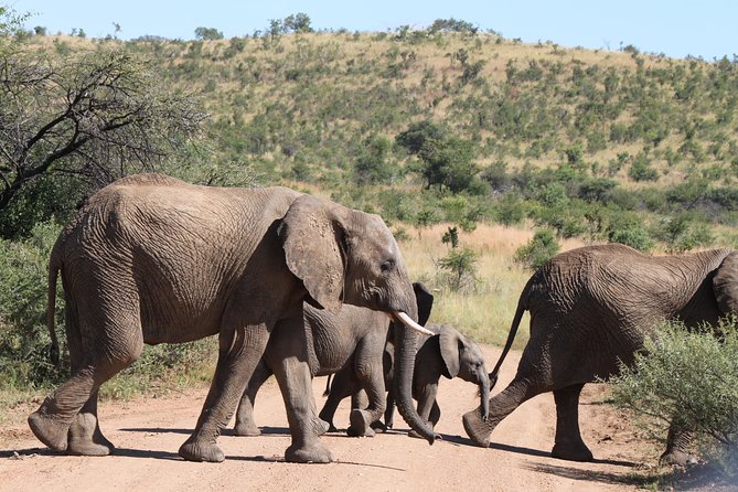 One day Safari including a 5 Hour Open Safari Vehicle Drive - A One-Day Pilanesberg Safari That Makes a Short Trip Feel Full