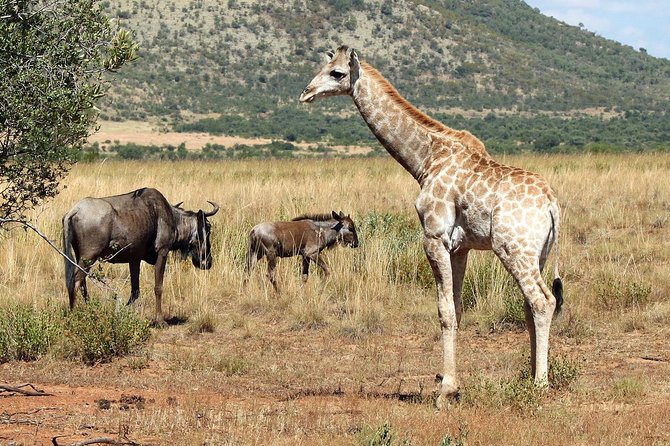 One day Safari including a 5 Hour Open Safari Vehicle Drive - Lunch by a Waterhole: A Break That Still Feeds the Safari