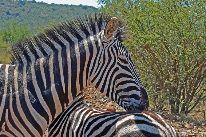 One day Safari including a 5 Hour Open Safari Vehicle Drive - Small Group Size: Why It Makes the Safari Feel More Personal