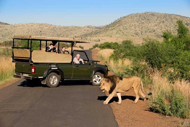 One day Safari including a 5 Hour Open Safari Vehicle Drive - Comfort Tips for Open-Air Viewing (So Your Day Stays Fun)