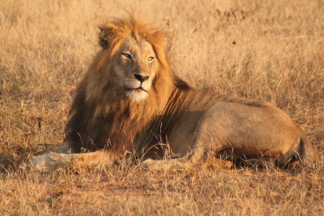 One day Safari including a 5 Hour Open Safari Vehicle Drive - What You Actually Get: Pickup, Minivan, and a Ranger-Led 5-Hour Open Drive