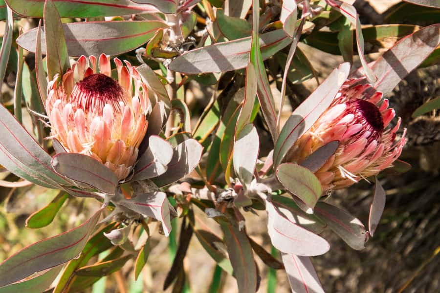 Oudtshoorn: Half-Day Swartberg Pass Private Guided Tour - Swartberg Pass from Oudtshoorn: the short trip that packs real wow