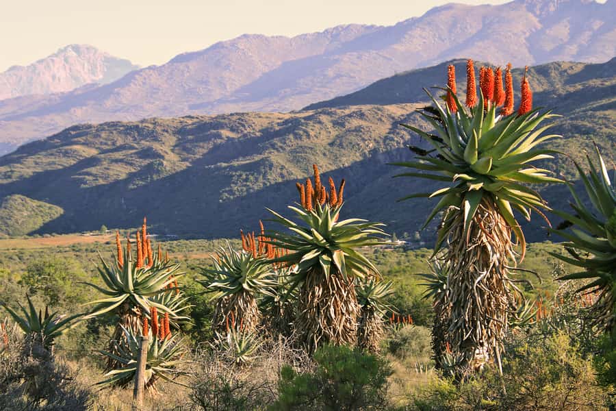 Oudtshoorn: Half-Day Swartberg Pass Private Guided Tour - The 900-meter eco-tour up Swartberg Pass: geology plus big views