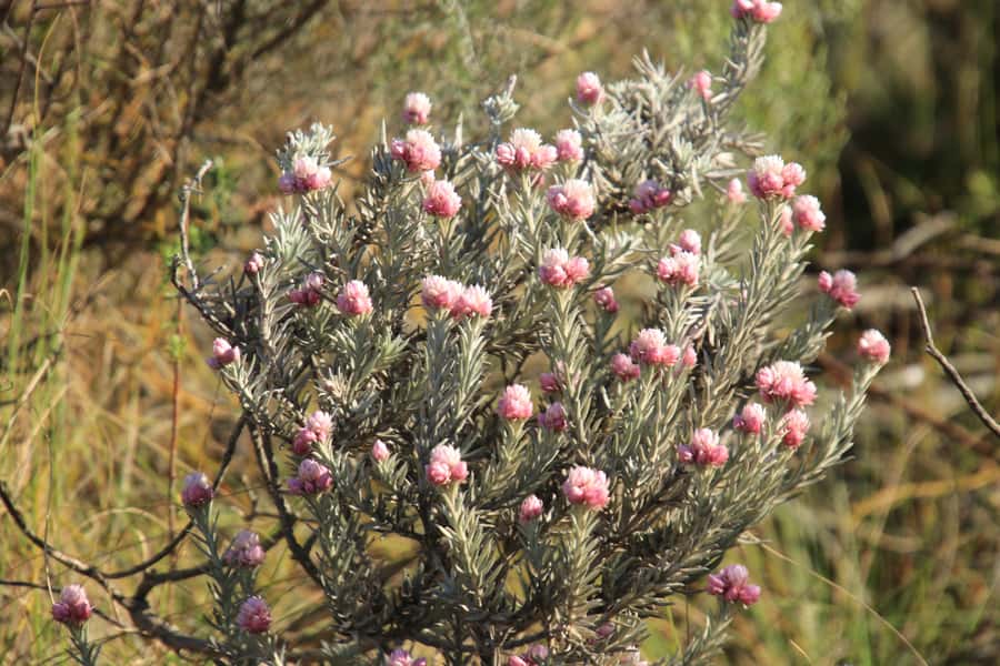 Oudtshoorn: Half-Day Swartberg Pass Private Guided Tour - Birds and sandstone: where the pass feels like a living place
