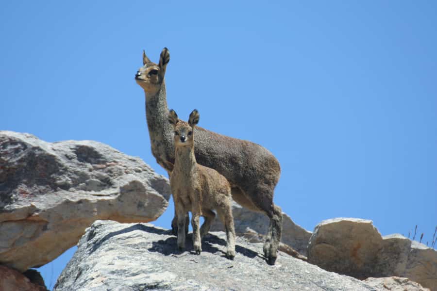 Oudtshoorn: Half-Day Swartberg Pass Private Guided Tour - Lunch back in Oudtshoorn: keep the rest of your day open