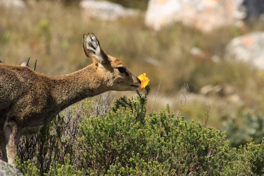 Oudtshoorn: Half-Day Swartberg Pass Private Guided Tour - Pickup and the drive north: start relaxed, not rushed