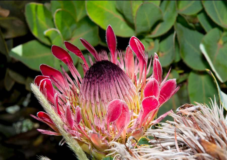 Oudtshoorn: Swartberg Mountain Pass Tour with Country Lunch - The short nature hike with 500 species, what to expect on your 30-minute nature time