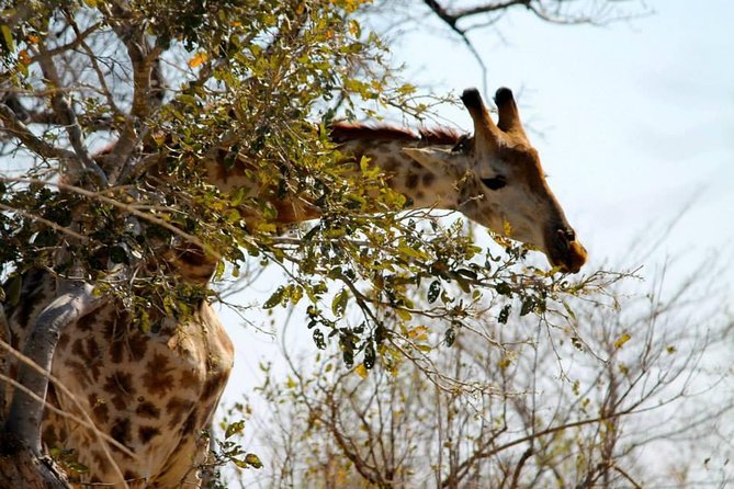 Overnight Kruger National Park Classic Camping Safari - Open Vehicle Viewing: Why Height and Timing Matter