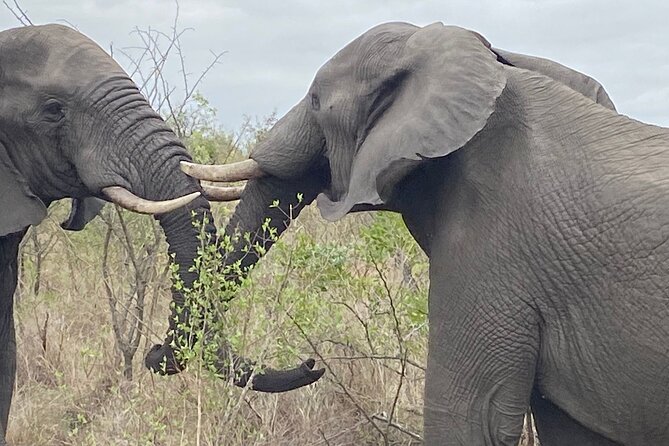 Overnight Kruger National Park Classic Camping Safari - Price and Value: What $216.44 Buys You, and What It Does Not