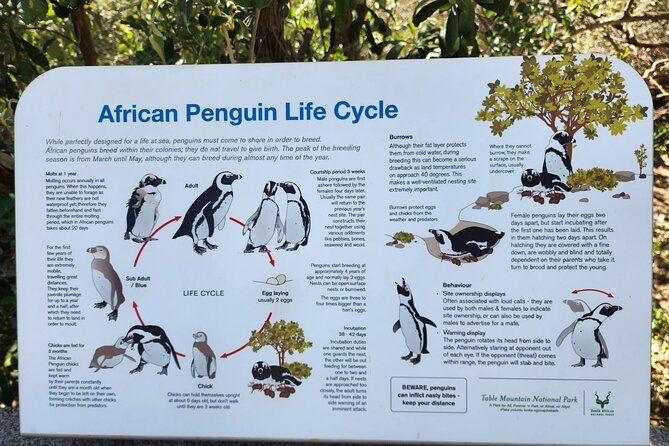Penguin Encounter Boulders Beach Half Tour Day from Cape Town - Guides Matter Here, and Names You Might Hear