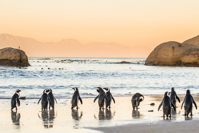 Penguin Encounter Boulders Beach Half Tour Day from Cape Town - Practical Tips So Your Morning Feels Smooth