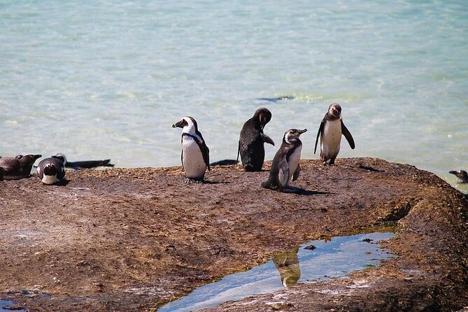 Penguin Encounter Boulders Beach Half Tour Day from Cape Town - Boulders Beach Penguin Colony: Boardwalk Viewing and Real Penguin Time