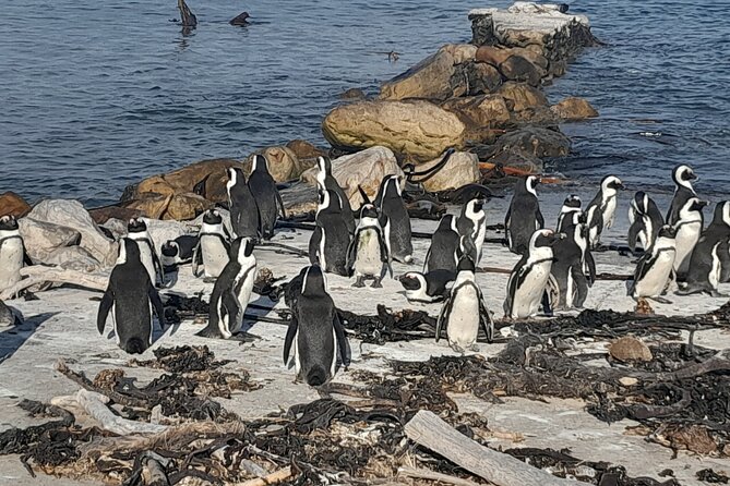 Penguins Boulders Beach and Cape Point Small Group Day Tour - Chapman’s Peak Drive and Noordhoek: where the road feels like the attraction
