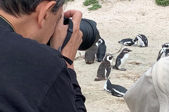Penguins, Cape Point & Table Mountain. - Hout Bay: the harbor feel, seal country, and time to browse