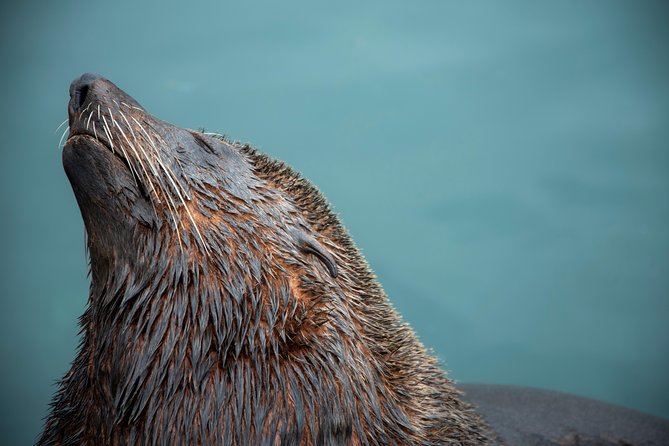 Peninsula Photography Tour - Boulders Beach Penguin Colony: one hour of wildlife photo time