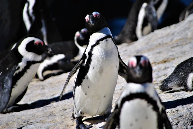 Peninsula Tour - Cape Point Nature Reserve: Hours for Cliffs, Beaches, and Views