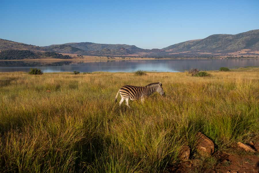 Pilanesberg: 2 Day 3-Star Pilanesberg Safari - Who should book this Pilanesberg safari, and who should reconsider