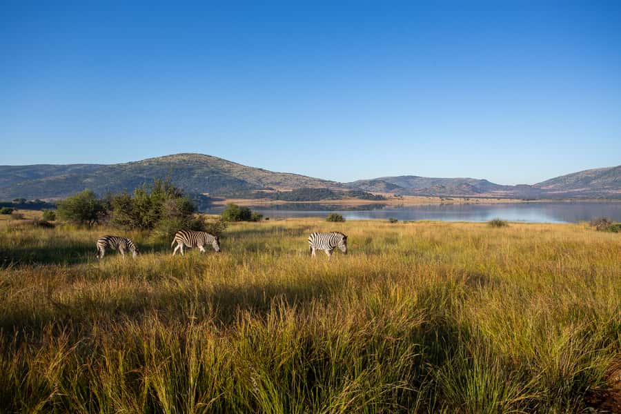 Pilanesberg: 2 Day 3-Star Pilanesberg Safari - Timing and meals: what’s included, what isn’t, and how to plan