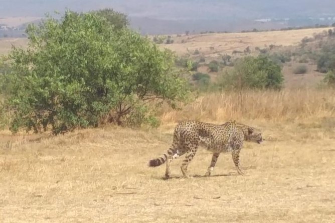 Pilanesberg and Sun City Tour - Getting There Comfortably: Pickup, Timing, and a Small-Group Setup