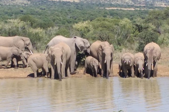 Pilanesberg and Sun City Tour - Meals, Snacks, and the Less-Glitzy Parts That Matter