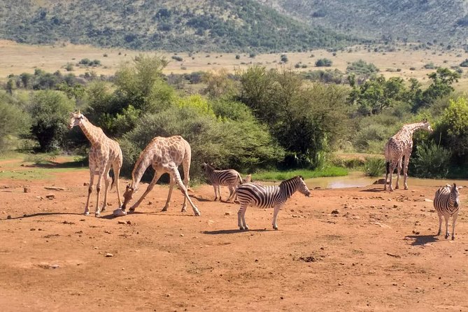 Pilanesberg and Sun City Tour - Price and Value: What You Pay for and What You Avoid Paying For