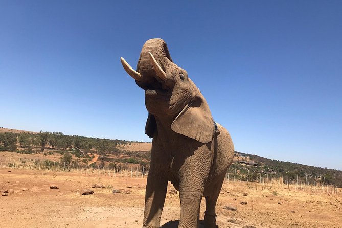 Pilanesberg camping Safari from Johannesburg - Canvas safari tents: what you gain, and what you will notice fast