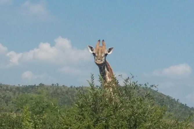 Pilanesberg camping Safari from Johannesburg - Price and value: is $611.14 per person fair?