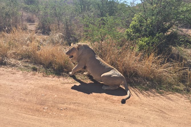 Pilanesberg camping Safari from Johannesburg - Who should book this Pilanesberg camping safari