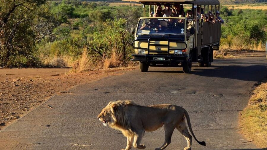 Pilanesberg Full-Day Shared Safari with Sun City Visit - Open-air 4x4 morning drive: your best shot at Big Five moments