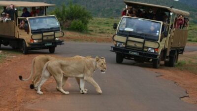 Pilanesberg Full-Day Shared Safari with Sun City Visit