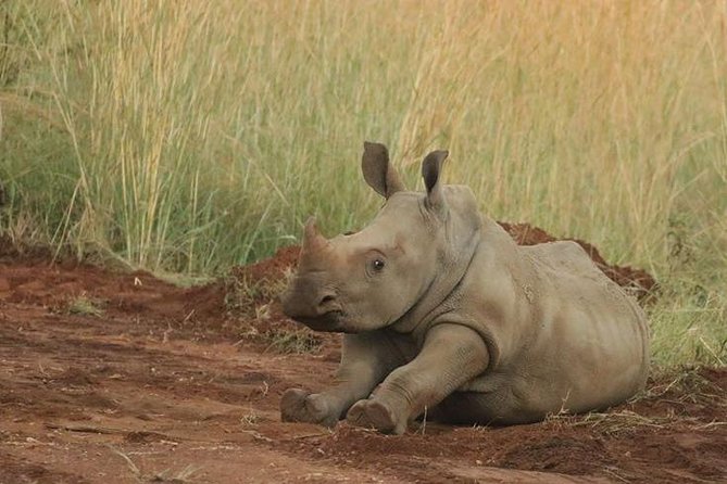 Pilanesberg Game Reserve 6 Hour Sunrise Safari from Johannesburg or Pretoria - What you get included, and how that changes the value