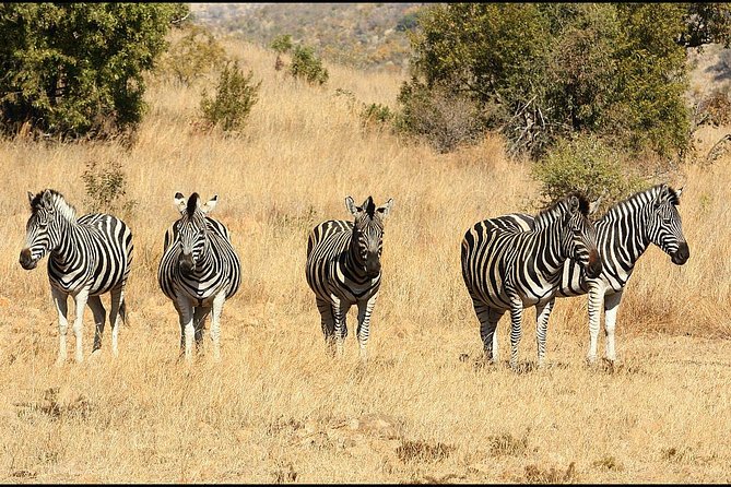 Pilanesberg Game Reserve 6 Hour Sunrise Safari from Johannesburg or Pretoria - Comfort and visibility: a practical heads-up before you book