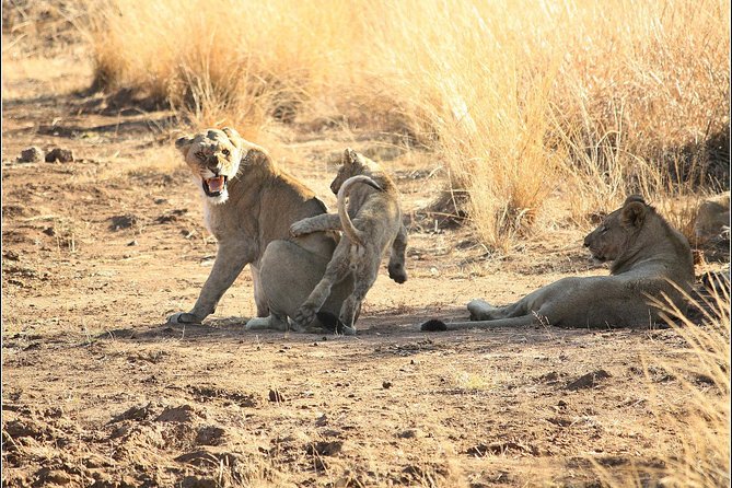 Pilanesberg Game Reserve 6 Hour Sunrise Safari from Johannesburg or Pretoria - Your core safari moment: the 6-hour Pilanesberg game drive