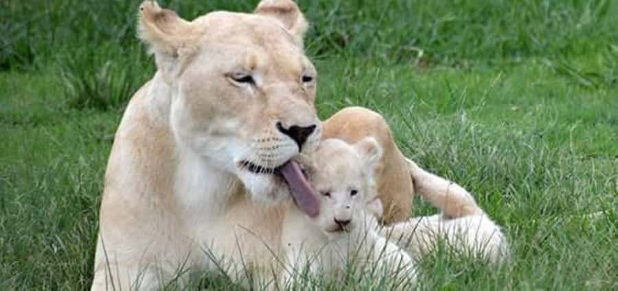 Pilanesberg Game Reserve Full Day Safari - Key highlights to know before you go