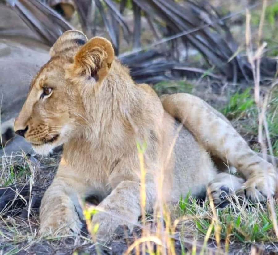 Pilanesberg Game Reserve Full Day Safari - Why Pilanesberg is a strong Big Five day trip from Johannesburg
