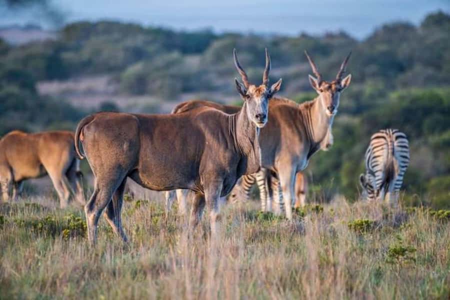 Pilanesberg Game Reserve Full Day Safari - Two open-jeep game drives: how to get real value from limited hours