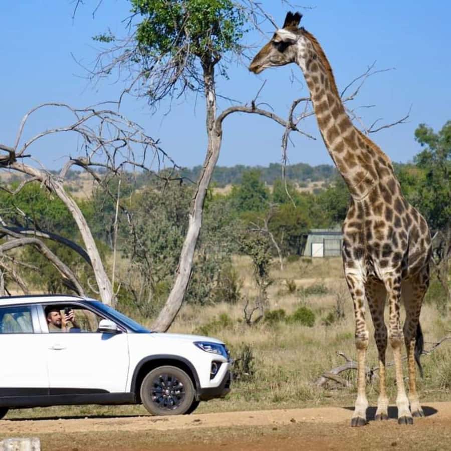 Pilanesberg Game Reserve Full Day Safari - Guided learning that turns a drive into a safari story