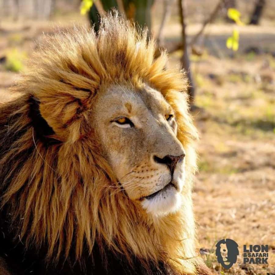 Pilanesberg Game Reserve Full Day Safari - The drive timing, and how it shapes your whole day