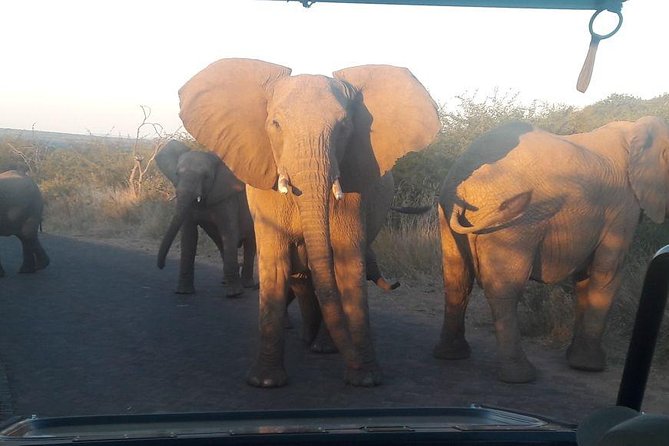 Pilanesberg Game Reserve Guided Day Tour from Johannesburg or Pretoria - Why Pilanesberg makes a strong Big Five day trip
