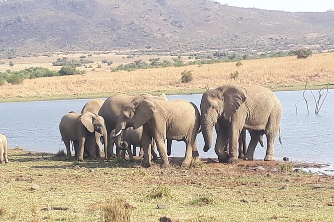 Pilanesberg Game Reserve Guided Day Tour from Johannesburg or Pretoria - How the group size and small details affect your day