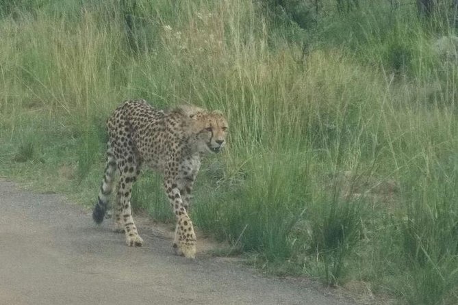 Pilanesberg Game Reserve Guided Day Tour from Johannesburg or Pretoria - Weather, luck, and the honest safari limitations