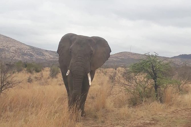 Pilanesberg Game Reserve Guided Day Tour from Johannesburg or Pretoria - The early start and the 12-hour reality check