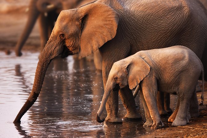 Pilanesberg Game Reserve Safari and Sun City Day Trip from Johannesburg - Inside Pilanesberg: your Big Five chance, plus the wildlife that steals the show