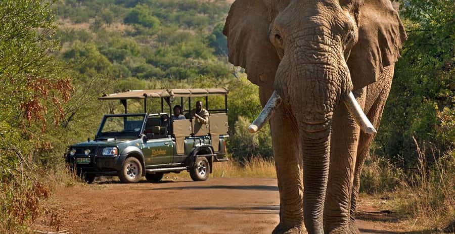 Pilanesberg Morning or Afternoon 3 Hour Game Drive - Pilanesberg Big Five in 3 hours, why this format works