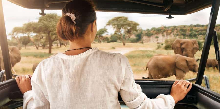 Pilanesberg Morning or Afternoon 3 Hour Game Drive - The open-top safari vehicle: close views, real wildlife time