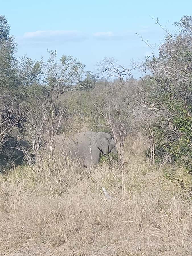 Pilanesberg National Park - Who this safari is best for, and who should skip it