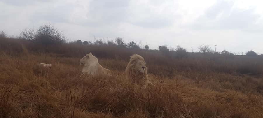 Pilanesberg National Park - Getting started in Johannesburg: pickups, timing, and airport-style security