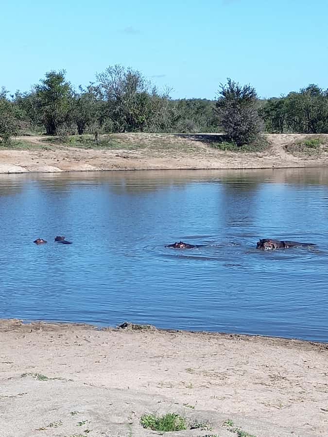 Pilanesberg National Park - The long safari push: gate entry, morning driving, and why the schedule works